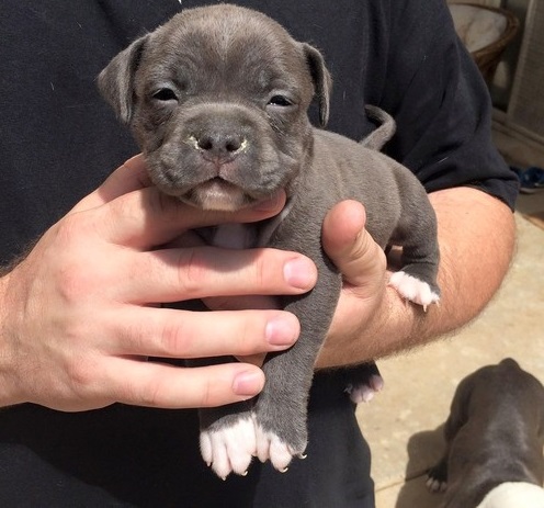 American Pit Bull Terrier Puppies For Sale Image eClassifieds4u