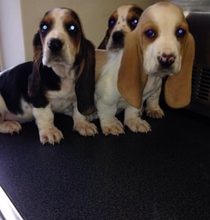 Basset Hound puppies for sale Image eClassifieds4u