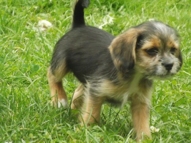 beagle Puppies for sale Image eClassifieds4u