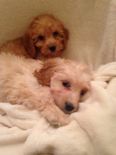 Bear Cavapoo Puppies for sale Image eClassifieds4u