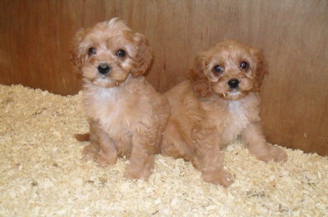 bfca Goergeous Talented Male and Female Cavapoo puppies Image eClassifieds4u