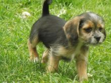beagle Puppies for sale Image eClassifieds4U