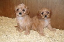 bfca Goergeous Talented Male and Female Cavapoo puppies Image eClassifieds4U