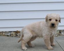 unassuming Goldendoodle puppies
