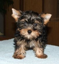 Registered Yorkshire Terrier Puppy - Male//a.mamdaveroni.ca@gmail.com