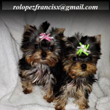 APR & CKC registered Yorkshire Terrier puppies -philippedubien@gmail.com