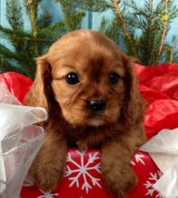 Cavalier King Charles Spaniel