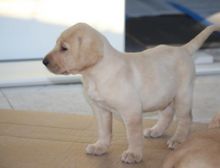 Effulgent labrador retriever puppy