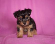 empathetic Yorkshire Terrier Puppy for Sale