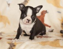 exuberant Boston Terrier Puppy