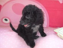 Loyal, cuddly, affectionate M/F cockapoo puppies