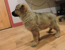 Grand affectionate German Shepherd Puppy