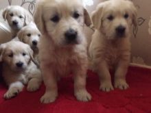 Healthy adorable Golden Retriever puppies-philippedubien@gmail.com