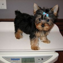 Healthy and lovely tea cup yorkie puppies-philippedubien@gmail.com