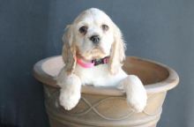 intuitive Cocker Spaniel Puppies