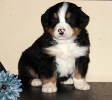 Nice and compassionate Bernese Mountain Dog Puppy for Sale