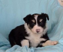 philosophical Australian Shepherd puppies