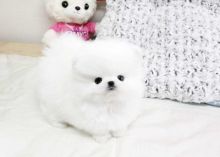 Pomeranian puppy ready for rehoming