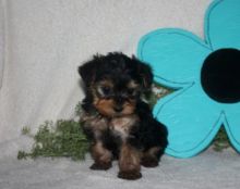 rational Yorkiepoo Puppies