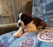 resourceful Saint Bernard Puppy for Sale