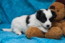 sincere Jack Russel Mix Puppy