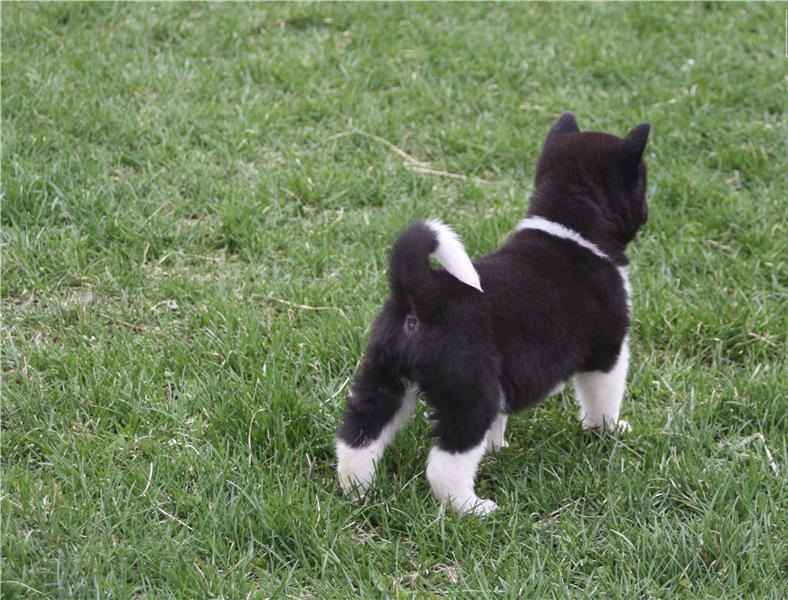 2 beautiful, playful Akita Inu puppies -philippedubien@gmail.com Image eClassifieds4u