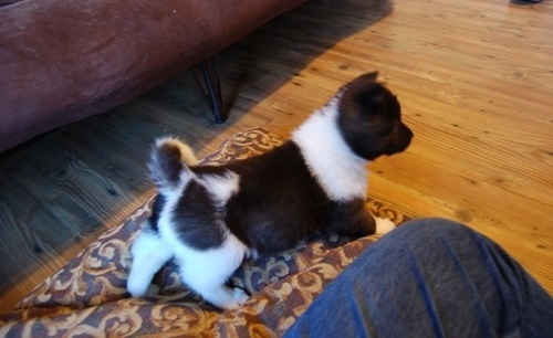 2 beautiful, playful Akita Inu puppies -philippedubien@gmail.com Image eClassifieds4u