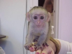 2/Capuchin Monkeys for Adoption//amamdaveronic.a@gmail.com Image eClassifieds4u