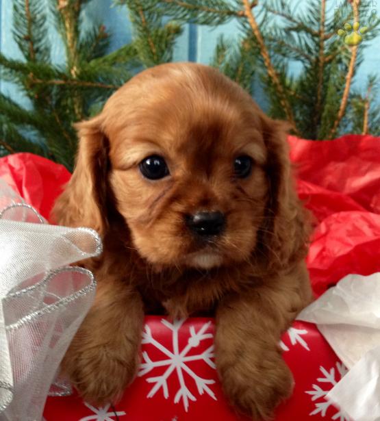 Cavalier King Charles Spaniel Image eClassifieds4u