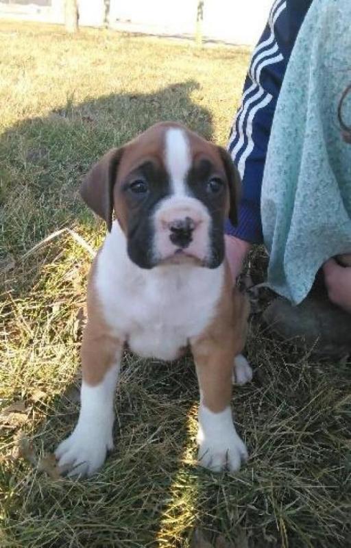 courteous Boxer Puppy Image eClassifieds4u