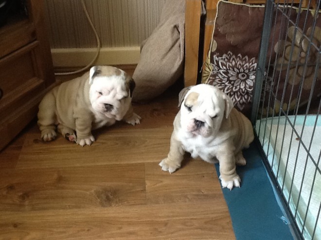 Cute looking English Bulldog puppies available-philippedubien@gmail.com Image eClassifieds4u