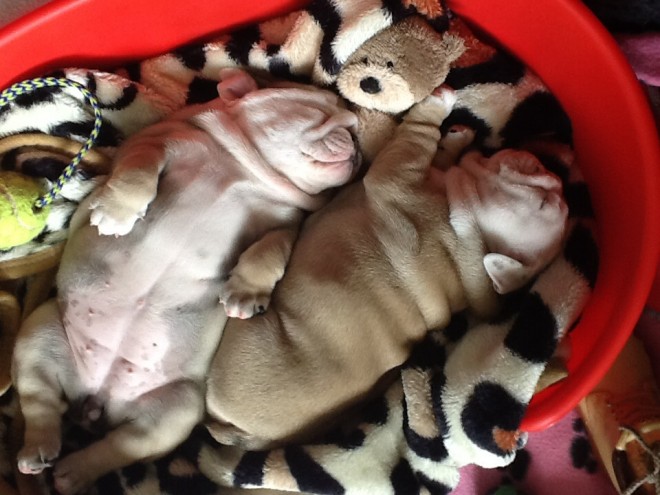 Cute looking English Bulldog puppies available-philippedubien@gmail.com Image eClassifieds4u