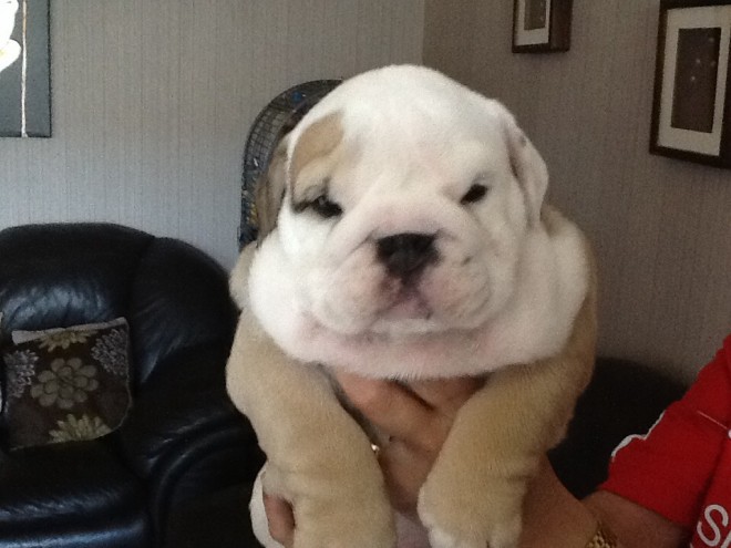 Cute looking English Bulldog puppies available-philippedubien@gmail.com Image eClassifieds4u
