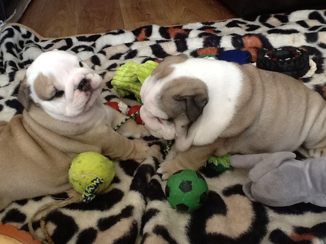 Cute looking English Bulldog puppies available-philippedubien@gmail.com Image eClassifieds4u