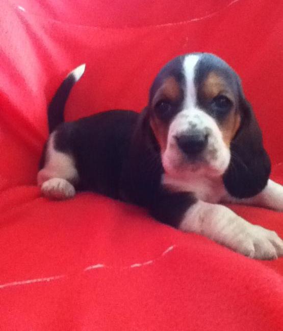 determined basset hound puppies Image eClassifieds4u