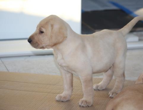 Effulgent labrador retriever puppy Image eClassifieds4u