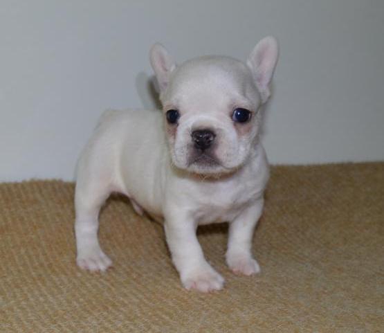 frank French Bulldog Puppy Image eClassifieds4u