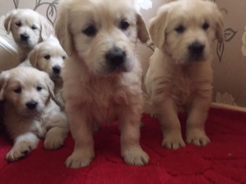 Healthy adorable Golden Retriever puppies-philippedubien@gmail.com Image eClassifieds4u