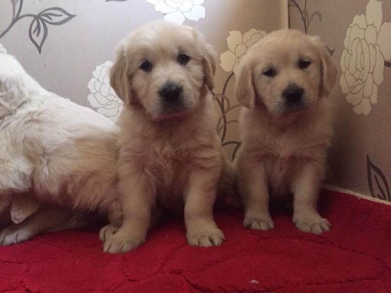 Healthy adorable Golden Retriever puppies-philippedubien@gmail.com Image eClassifieds4u