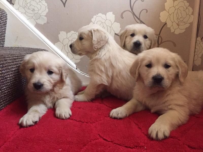 Healthy adorable Golden Retriever puppies-philippedubien@gmail.com Image eClassifieds4u