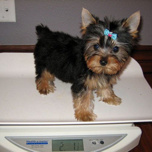 Healthy and lovely tea cup yorkie puppies-philippedubien@gmail.com Image eClassifieds4u