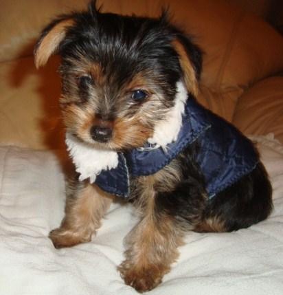 Healthy and lovely tea cup yorkie puppies-philippedubien@gmail.com Image eClassifieds4u