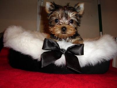 Healthy and lovely tea cup yorkie puppies-philippedubien@gmail.com Image eClassifieds4u