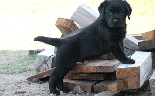 Labrador Retriever Male and Female Puppies -philippedubien@gmail.com Image eClassifieds4u