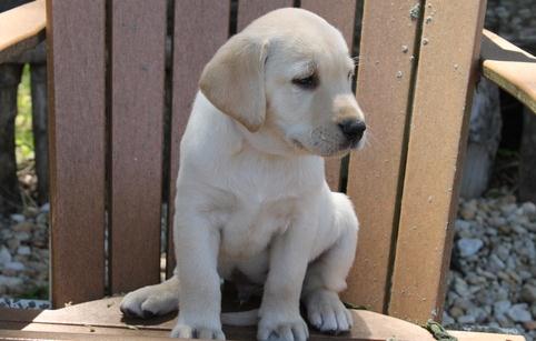 Labrador Retriever Male and Female Puppies -philippedubien@gmail.com Image eClassifieds4u