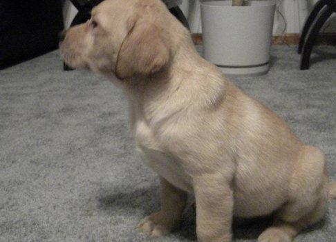 Labrador Retriever Male and Female Puppies -philippedubien@gmail.com Image eClassifieds4u