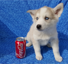adaptable siberian husky puppies Image eClassifieds4U