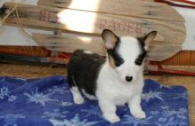 considerate Welsh Corgi (Pembroke) Puppy Image eClassifieds4U