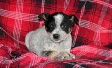 diplomatic Blue Heeler puppy Image eClassifieds4U