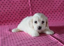 inventive cockapoo puppies Image eClassifieds4U